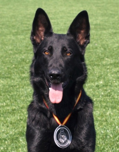 Quira de Jardines del Real.

IPO III, SchH III. CNT x (2010, 2011, 2012, 2013)

Campeona IPO Baleares 2012.
Campeona IPO C. Valenciana 2014.